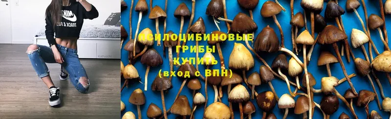 наркотики  Белебей  Псилоцибиновые грибы Magic Shrooms 